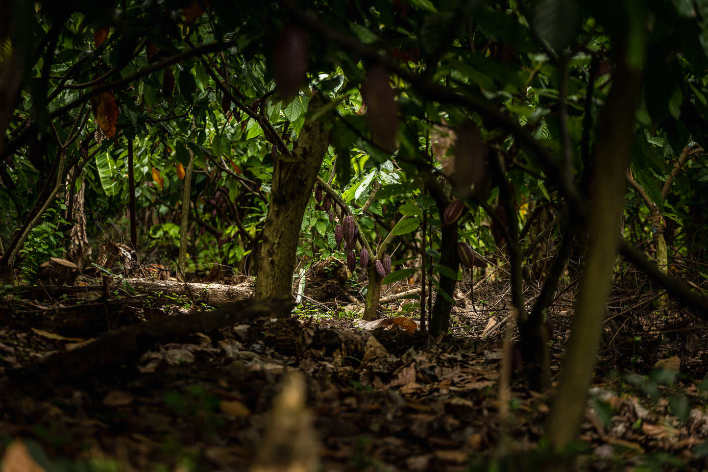 Finca Chiquihuat