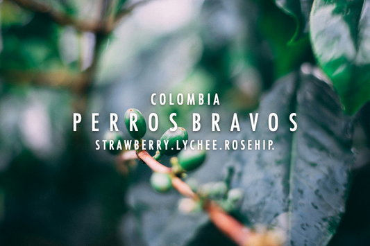 Colombia - Perros Bravos