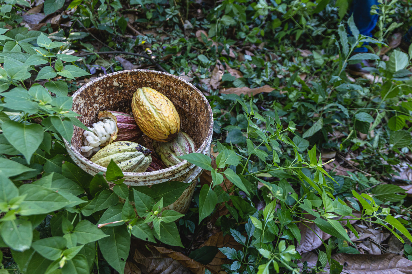 Cooperativa Cacahuatl