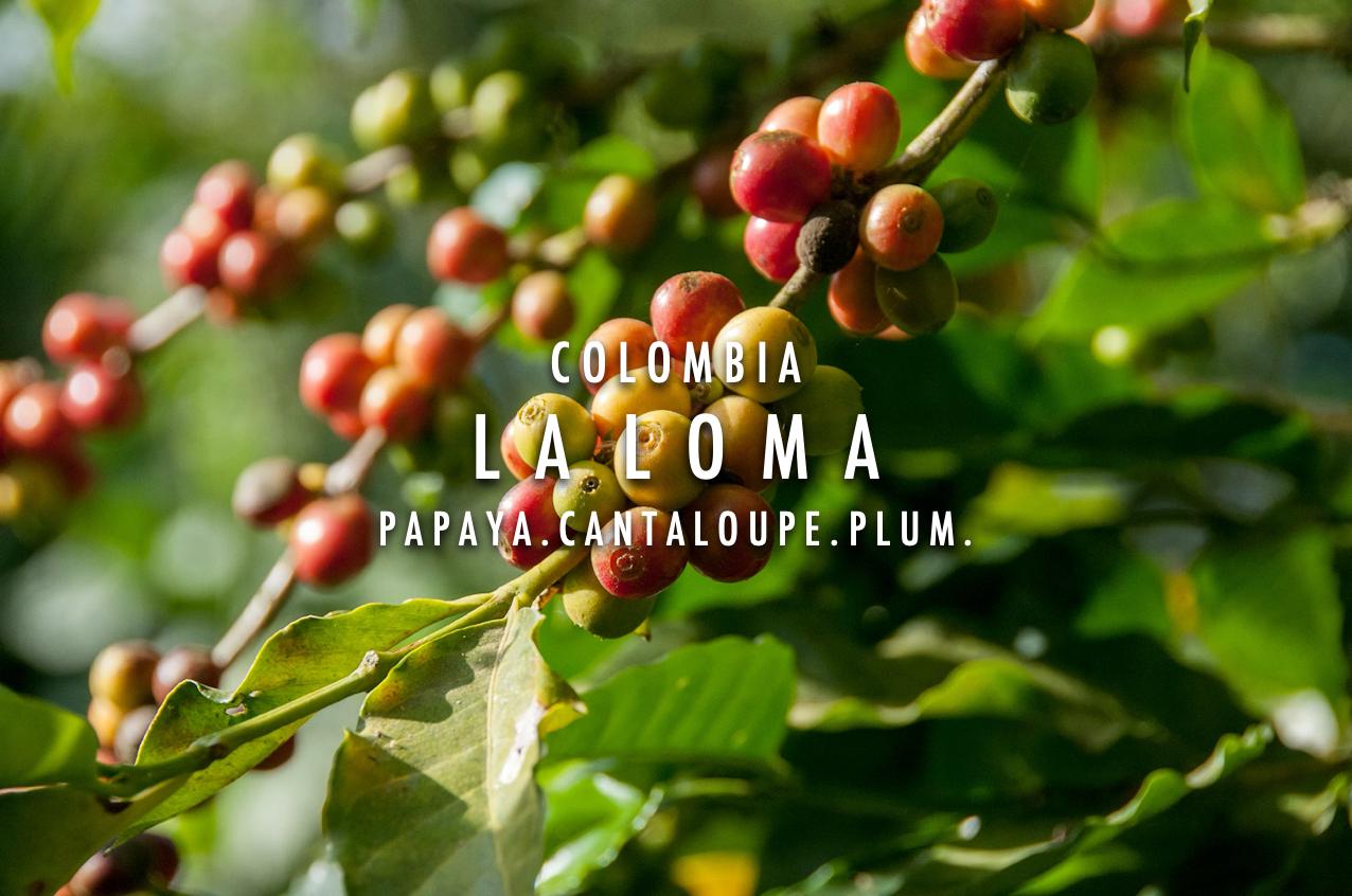 Colombia - La Loma WW