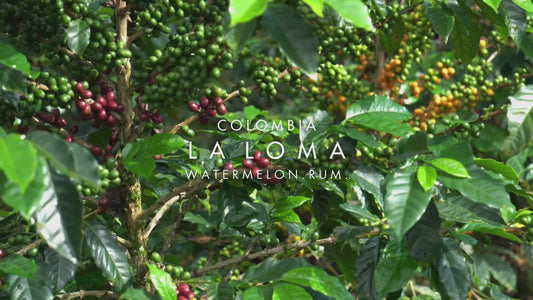 Colombia - La Loma CM